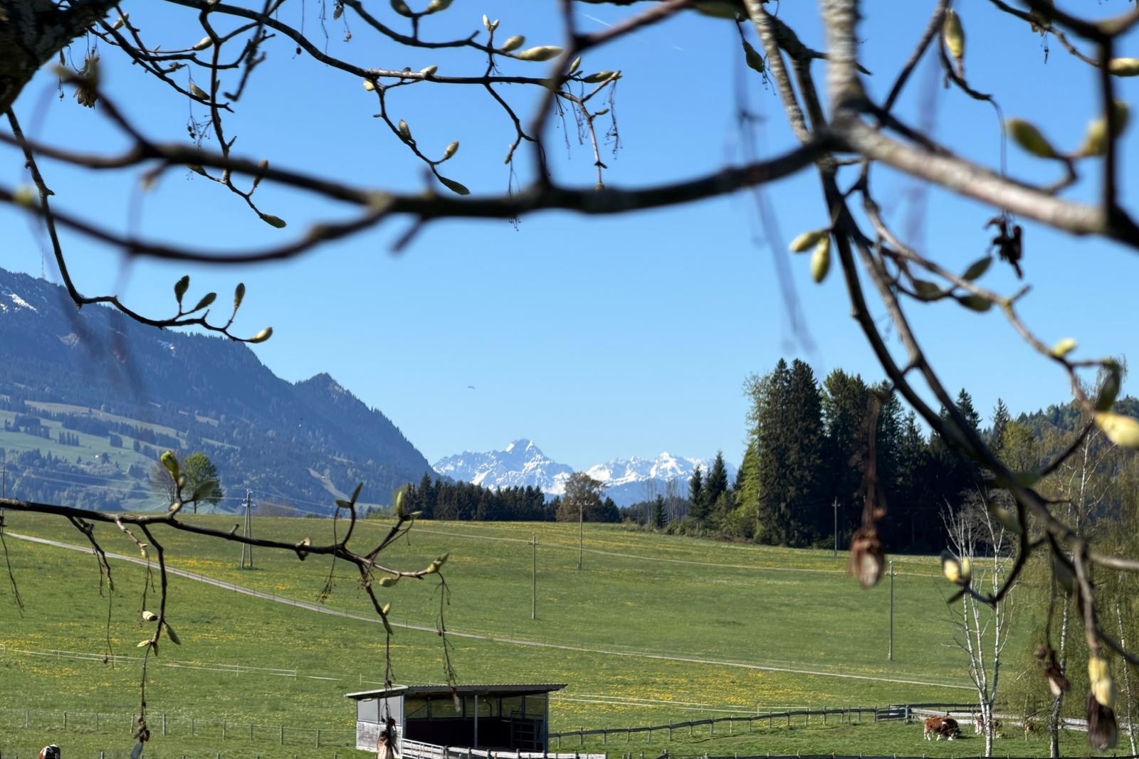 Allgäuer Bergblick durch natürlich rahmende Zweige